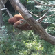 Illustration for article titled Orangutans are fucking smart (with bonus baby elephant picture)